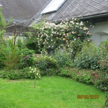 Rosenblüte 088